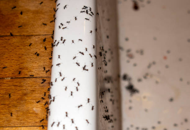 Best Spider Control Near Me  in Steubenville, OH